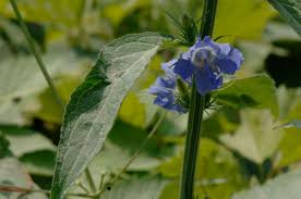 Image result for Campanula americana