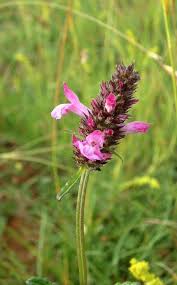 Attēlu rezultāti vaicājumam “Stachys officinalis leaf”