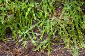 Attēlu rezultāti vaicājumam “Riccardia multifida”