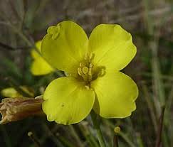 Image result for Diplotaxis tenuifolia