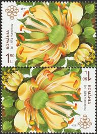 Attēlu rezultāti vaicājumam “Tilia tomentosa flower”