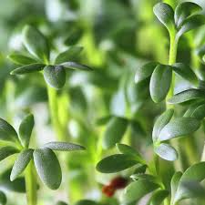 Image result for Gartenkresse