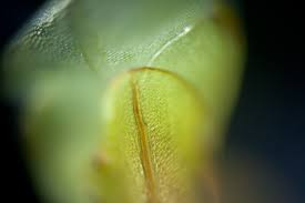 Attēlu rezultāti vaicājumam “Rhizomnium punctatum sporophyte”