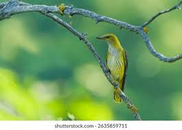 Attēlu rezultāti vaicājumam “Oriolus oriolus female”