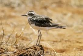 Image result for Charadrius asiaticus