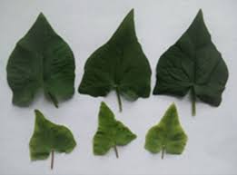 Attēlu rezultāti vaicājumam “Fagopyrum esculentum leaf”