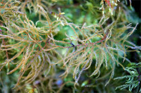 Attēlu rezultāti vaicājumam “Hylocomiastrum umbratum”