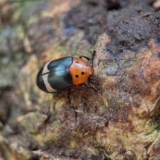 Attēlu rezultāti vaicājumam “Erotylidae”