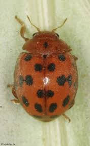 Attēlu rezultāti vaicājumam “Coccinellidae”