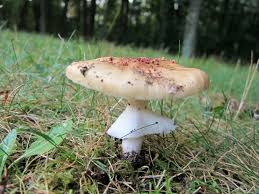 Attēlu rezultāti vaicājumam “Amanita rubescens”