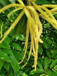 Attēlu rezultāti vaicājumam “Castanea sativa”