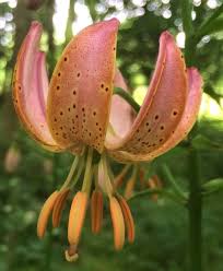 Image result for Lilium martagon `Chameleon`