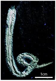 Attēlu rezultāti vaicājumam “Amaurochaete fusiformis”