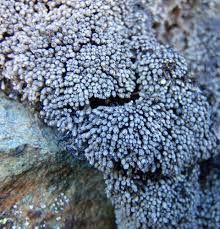 Attēlu rezultāti vaicājumam “Nardia geoscyphus”