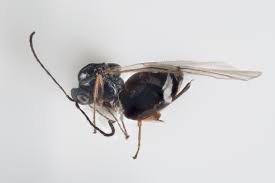 Attēlu rezultāti vaicājumam “Neuroterus albipes”