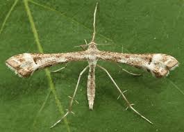 Attēlu rezultāti vaicājumam “Platyptilia tesseradactyla”