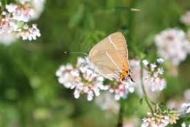 Attēlu rezultāti vaicājumam “Satyrium w-album”