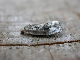 Attēlu rezultāti vaicājumam “Apotomis betuletana”