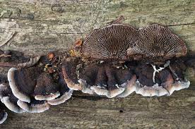 Attēlu rezultāti vaicājumam “Gloeophyllum abietinum”