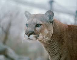 Image result for Craigmount Cougars