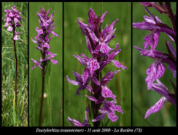 Attēlu rezultāti vaicājumam “Dactylorhiza traunsteineri”