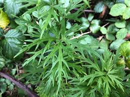 Attēlu rezultāti vaicājumam “Aconitum napellus leaf”
