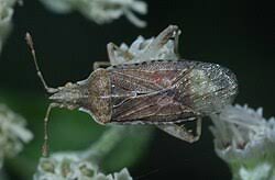 Attēlu rezultāti vaicājumam “Harminius undulatus”