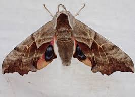 Attēlu rezultāti vaicājumam “Sphingidae”