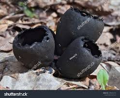 Attēlu rezultāti vaicājumam “Craterium aureum”