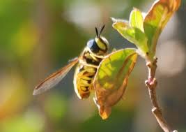Attēlu rezultāti vaicājumam “Chrysotoxum sp.”
