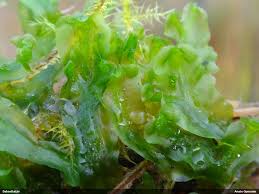 Attēlu rezultāti vaicājumam “Moerckia hibernica”