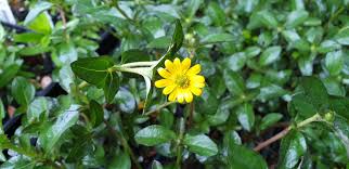 Image result for Sanvitalia procumbens