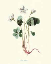 Attēlu rezultāti vaicājumam “Oxalis acetosella”