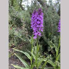 Attēlu rezultāti vaicājumam “Dactylorhiza russowii flower”