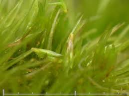 Attēlu rezultāti vaicājumam “Dicranum flagellare”