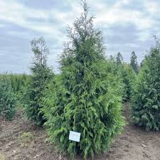 Attēlu rezultāti vaicājumam “Thuja plicata”