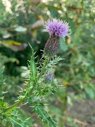 Attēlu rezultāti vaicājumam “Cirsium arvense flower”