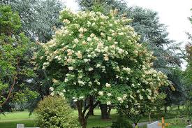 Attēlu rezultāti vaicājumam “Syringa reticulata subsp. amurensis flower”