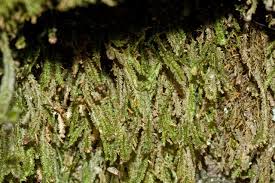 Attēlu rezultāti vaicājumam “Neckera pennata”