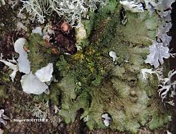 Attēlu rezultāti vaicājumam “Melanohalea exasperata”