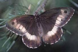 Attēlu rezultāti vaicājumam “Hipparchia alcyone”