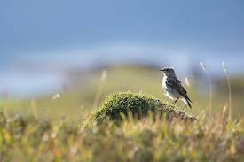 Attēlu rezultāti vaicājumam “Oenanthe oenanthe juvenile”
