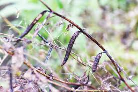 Attēlu rezultāti vaicājumam “Vicia cracca fruit”