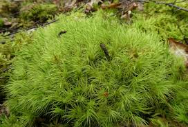 Attēlu rezultāti vaicājumam “Dicranum majus”