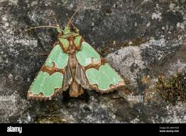 Attēlu rezultāti vaicājumam “Staurophora celsia”