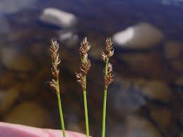 Attēlu rezultāti vaicājumam “Carex dioica male flower”