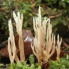 Attēlu rezultāti vaicājumam “Lentaria”