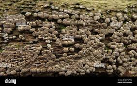 Attēlu rezultāti vaicājumam “Xylobolus frustulatus”