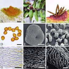Attēlu rezultāti vaicājumam “Gymnosporangium sp.”
