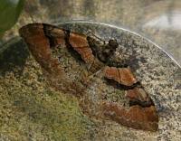 Attēlu rezultāti vaicājumam “Catarhoe rubidata”